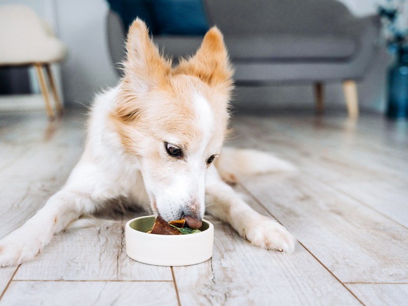 Futter Hundezubehör