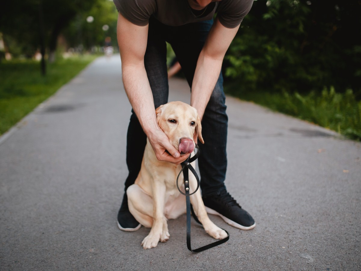 Hund: So führst du das Heimlich-Manöver bei einem Hund aus