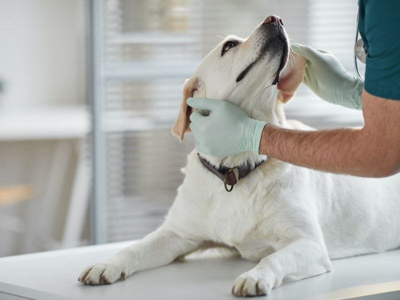 Hund beim Tierarzt