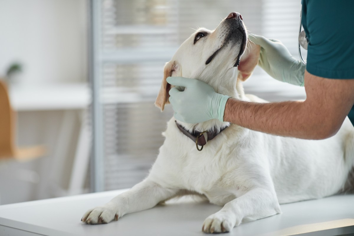 Hund beim Tierarzt