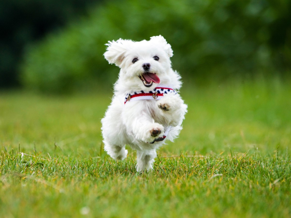 Hund: 3 Symptome, die dafür sprechen, dass dein Hund ADHS hat – laut Studie