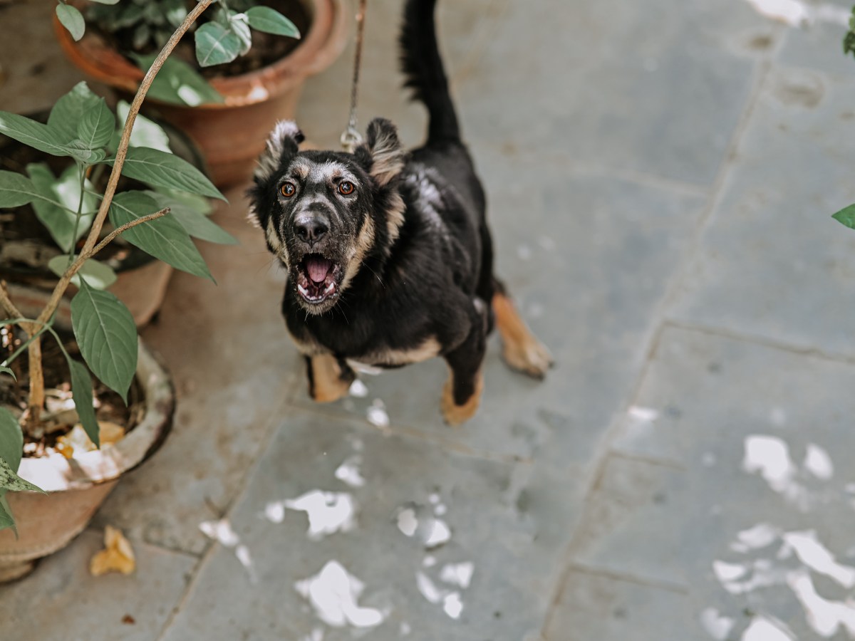 Hund nach Kastration unerträglich? Das ist der wahre Grund für die Verhaltensänderung