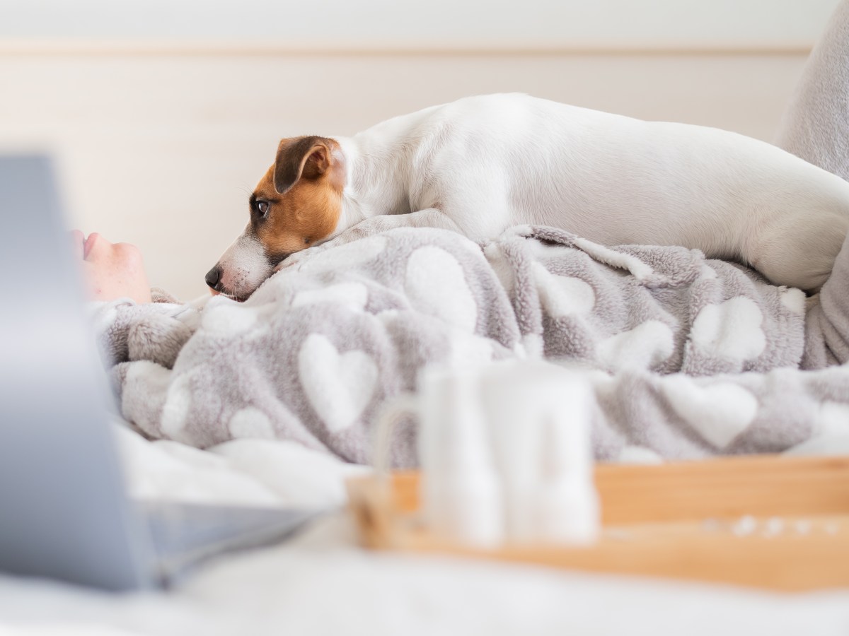 Hund: So lange musst du nach dem Essen mit dem Spielen warten, um eine Magendrehung zu vermeiden