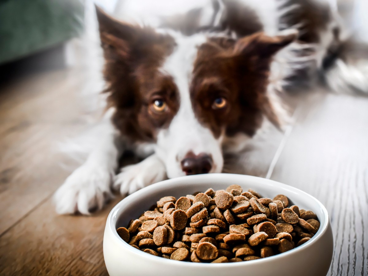 Hund: Wie lange kann man warten, wenn der Hund nichts frisst?