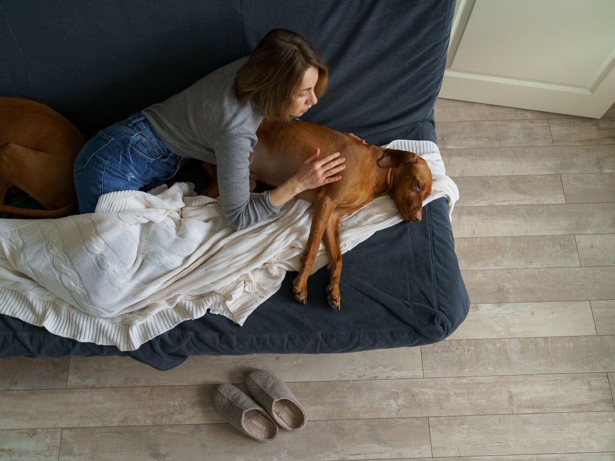 Hund: Der Bauch deines Hundes gluckert & er frisst nicht? 5 Krankheiten, die dahinter stecken