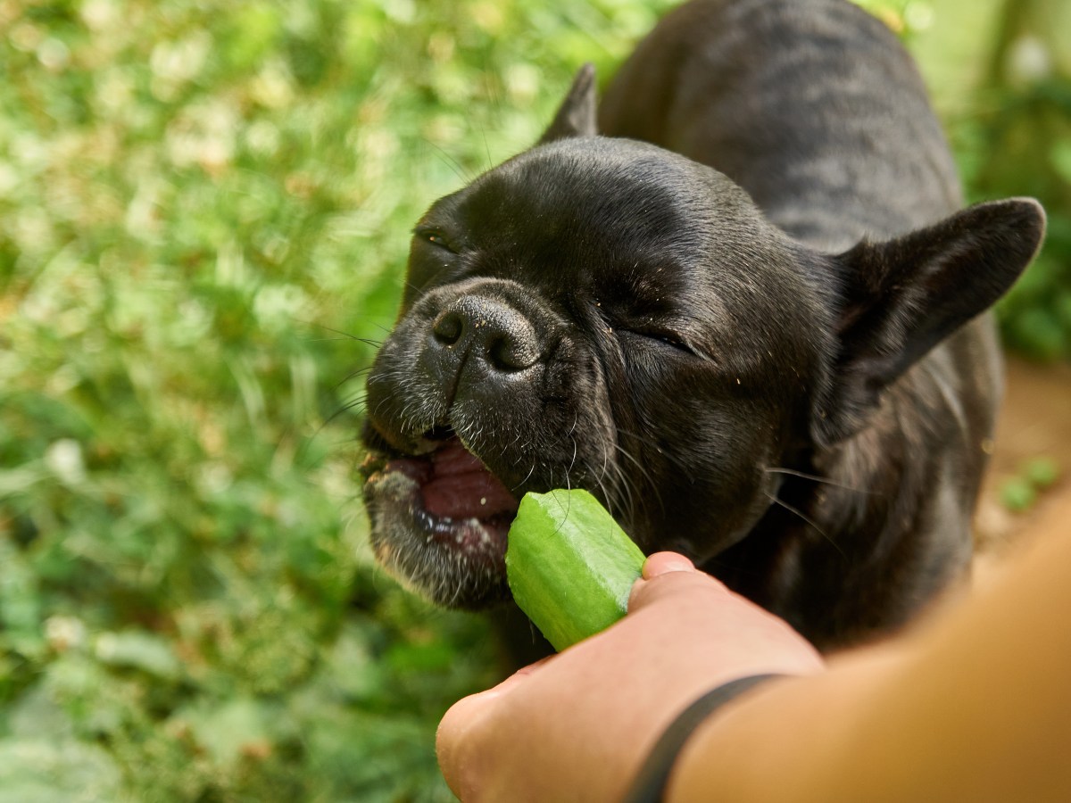 Hund: Darum brauchst du für die mentale Stimulation deines Hundes eine Gurke