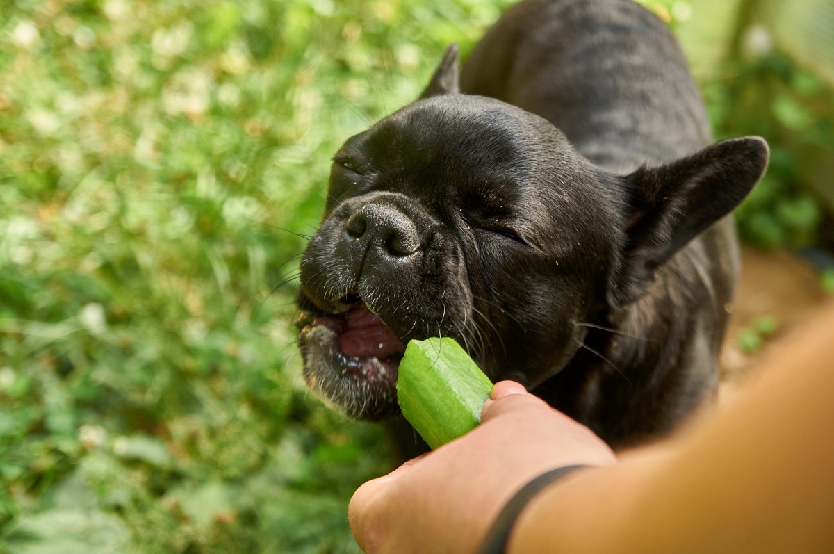 Hund mit Gurke