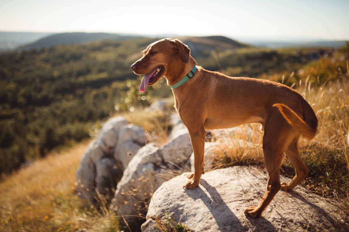 Hund an einem heißen Tag