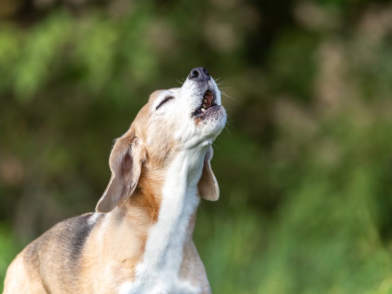 Hund jault bei Sirene