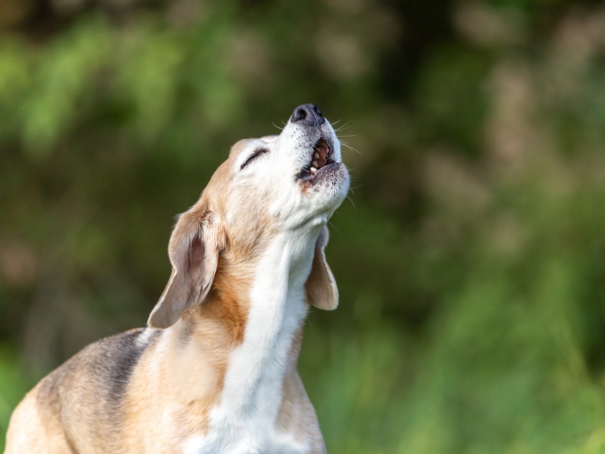 Hund: Warum jaulen Hunde eigentlich, sobald sie Sirenen hören?