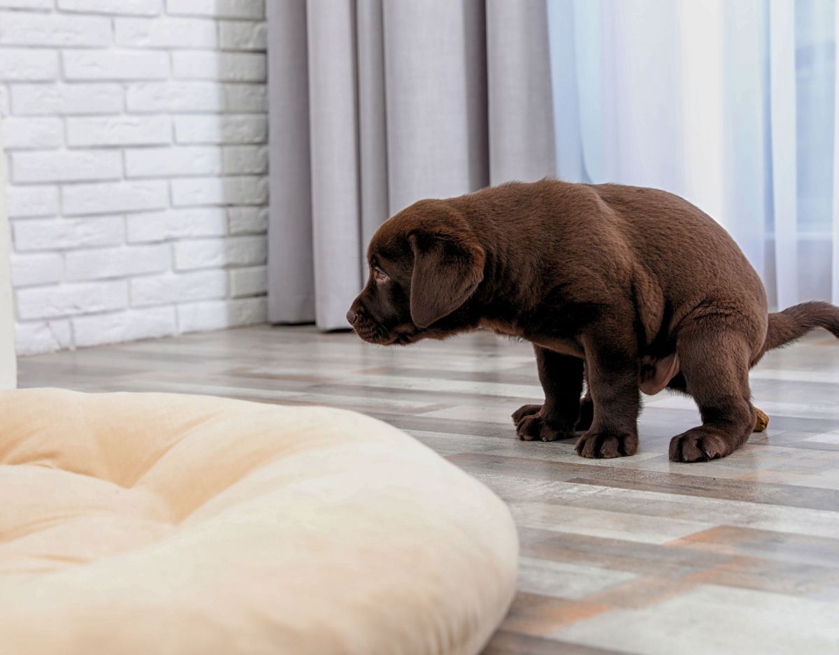 Hund stubenrein kotet