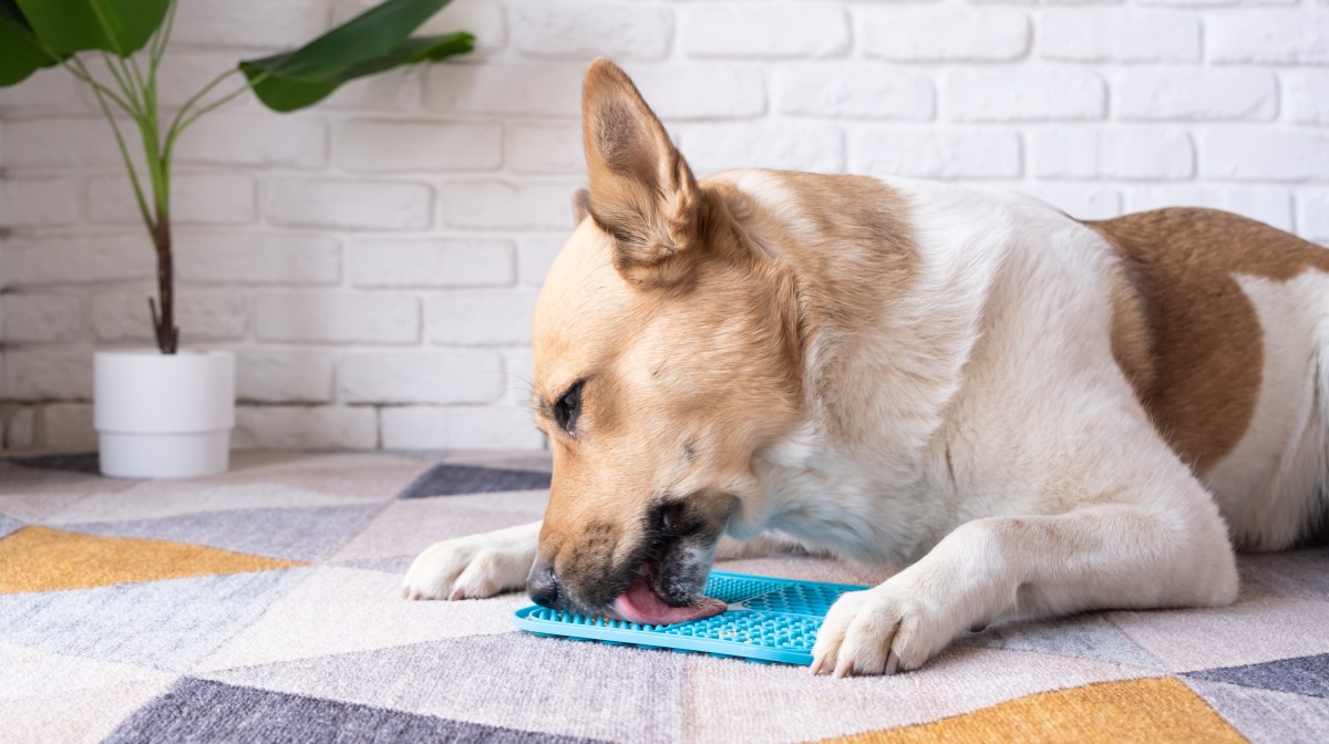 Hund mit Leckmatte