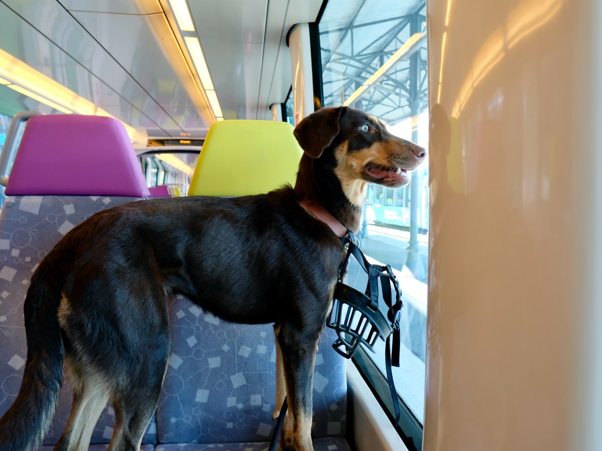 Hund: Welche Strafe droht, wenn man mit dem Hund ohne Maulkorb in der Bahn ist?