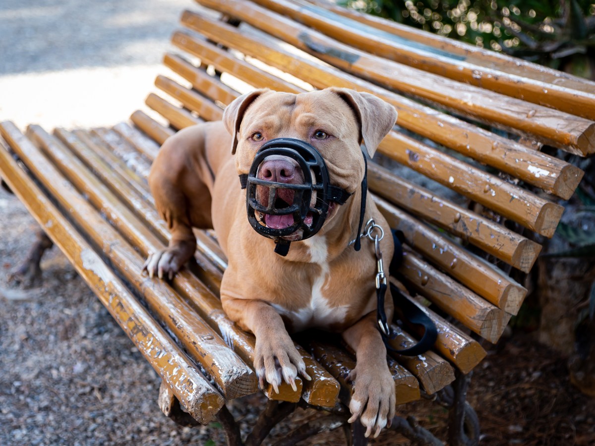 Hund: 3 überraschende Tricks, mit denen du die richtige Maulkorb-Größe findest