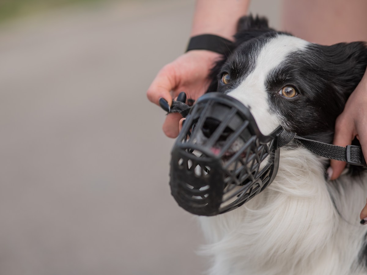 Hund: Kann mein Hund mit einem Maulkorb fressen?