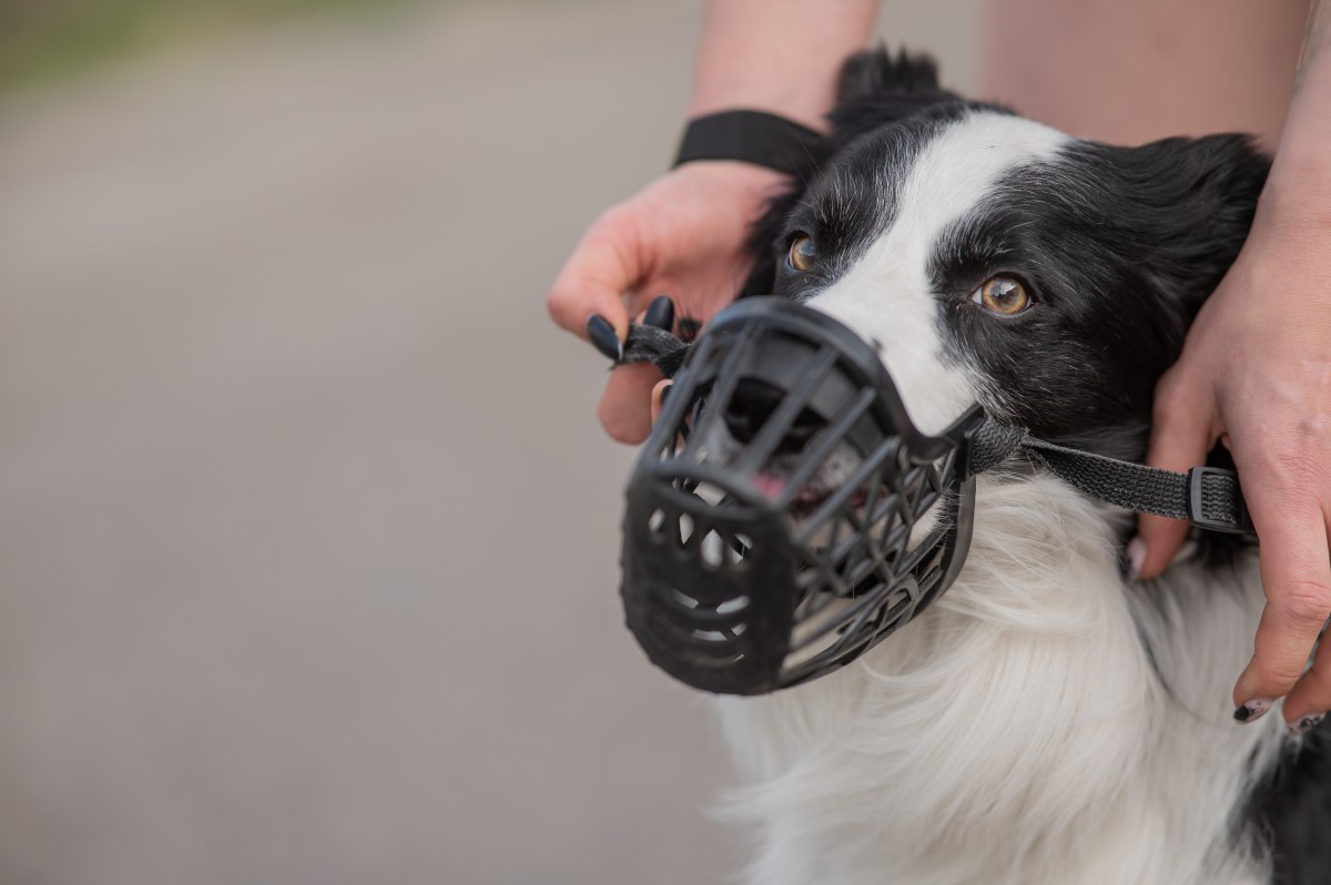 Hund mit Maulkorb