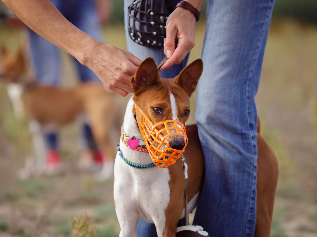 Hund: Dein Hund hasst seinen Maulkorb? So gewöhnst du ihn kinderleicht daran