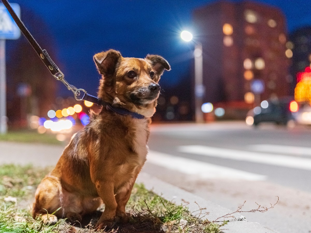 Hund: 5 Gründe, warum dein Hund nächtlichen Durchfall hat