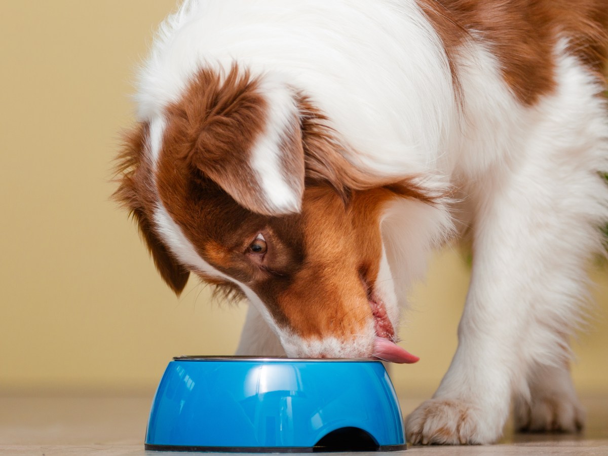 Hund: Kann man eine Magendrehung beim Hund vorbeugen?