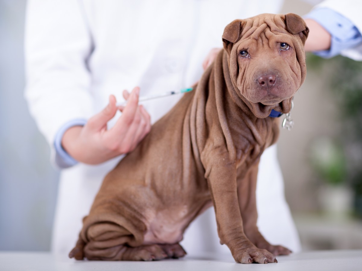 Hund: Darf man Hunde in Deutschland einer Schönheits-OP unterziehen?