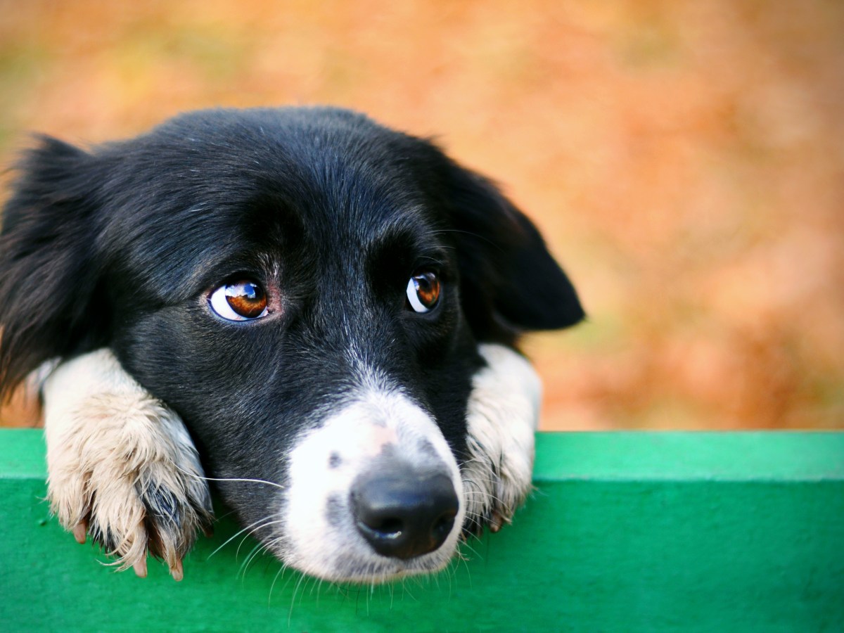 Hund: Darum treffen unsere Vierbeiner oft pessimistische Entscheidungen