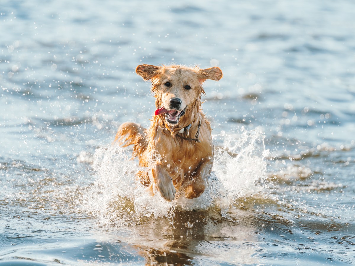 Hund am Meer: Das kann passieren, wenn dein Hund Salzwasser trinkt