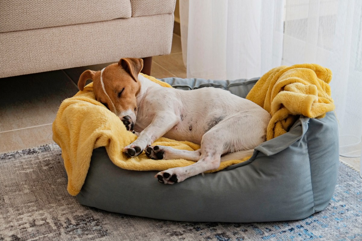 Hund schläft viel und frisst nichts