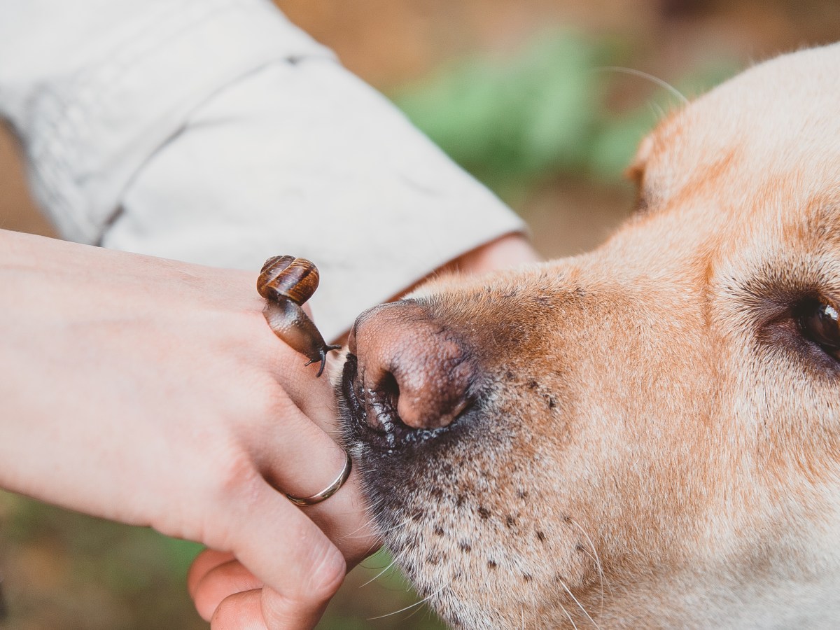 Hund Schnecken