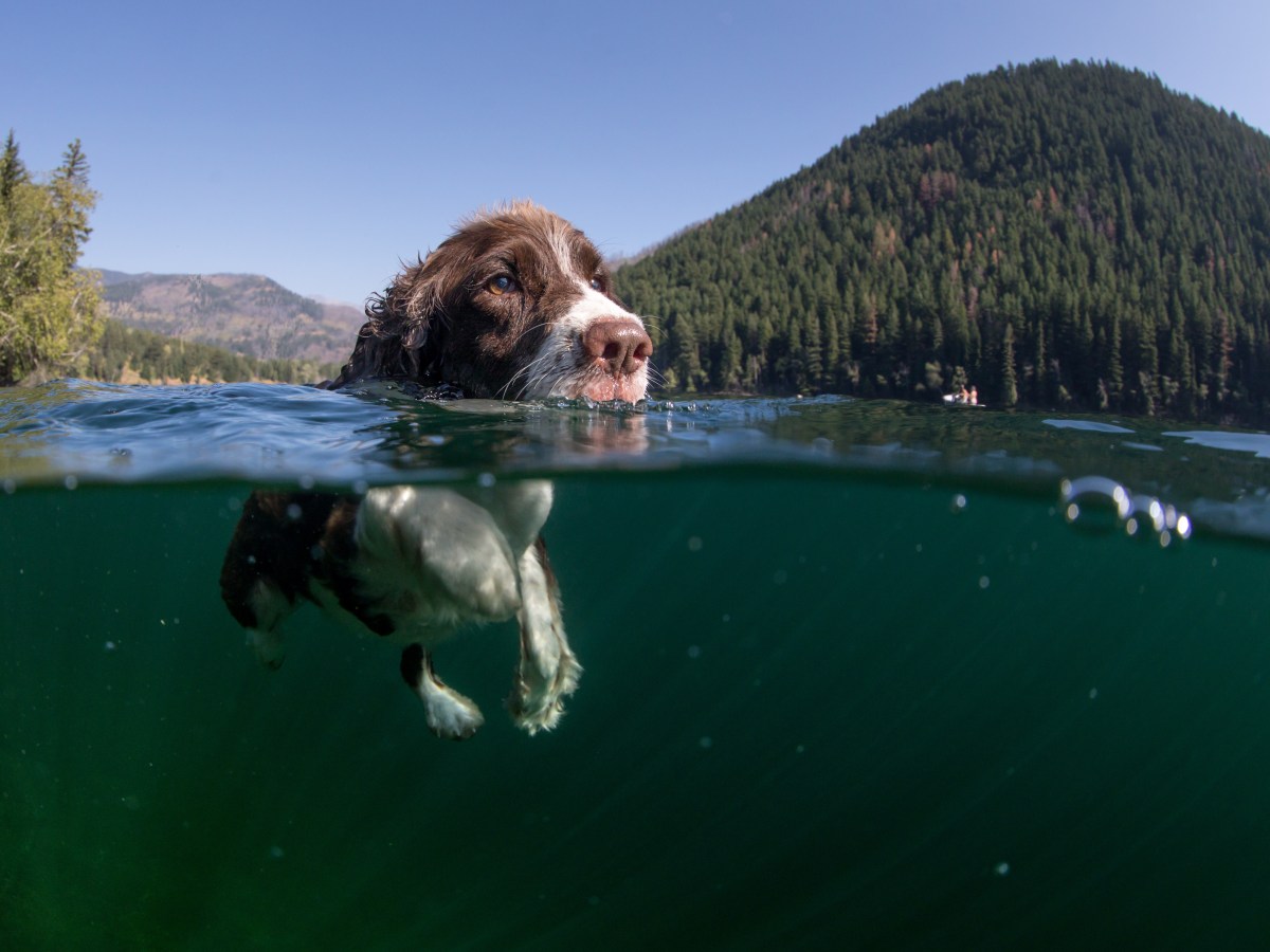 Hund: Achtung am See – So gefährlich sind Blaualgen für deinen Hund