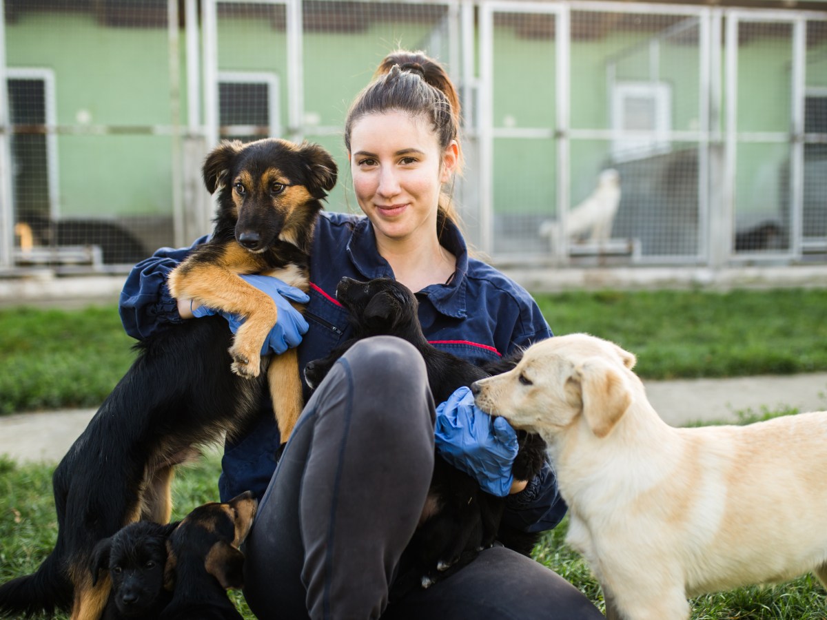 Hund: Kann man Hunde aus dem Tierheim sofort mitnehmen?