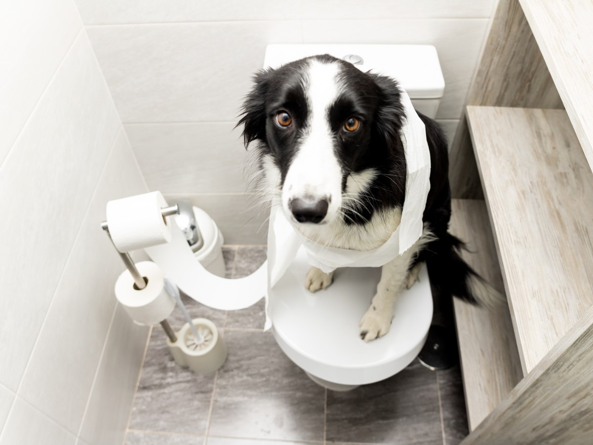 Hund: Das ist der wahre Grund, warum dein Hund dir zur Toilette folgt