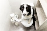 Hund auf Toilette