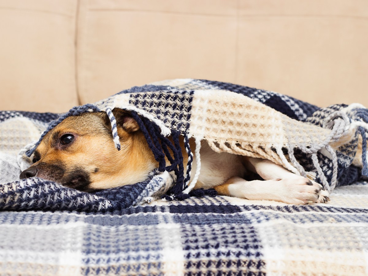 Hund: Kann eine Erste Hilfe-Maßnahme deinem Hund bei einer Magendrehung das Leben retten?