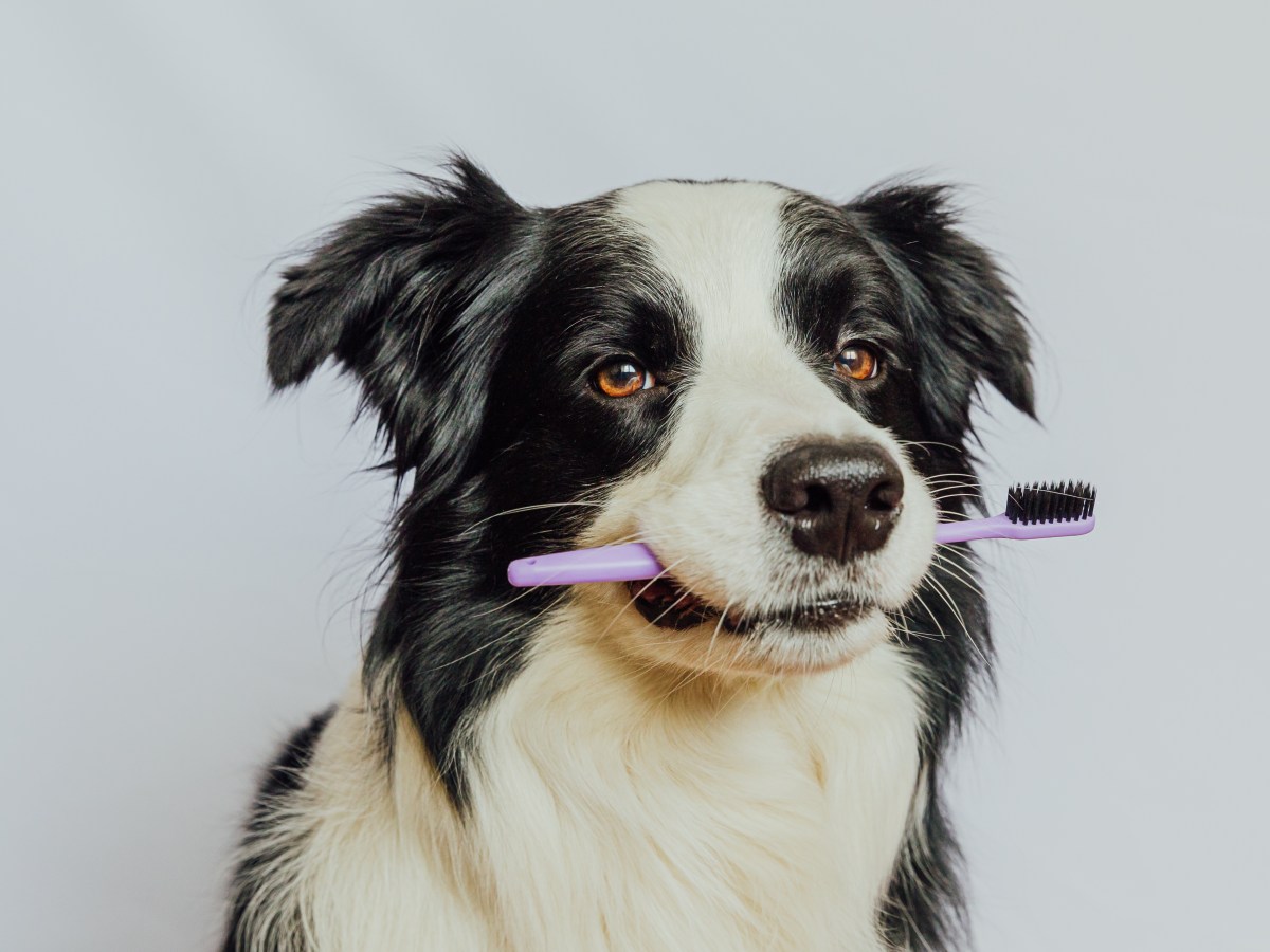 Hund: Diesen geheimen Trick zum Zähneputzen deines Hundes verrät dir sonst niemand!