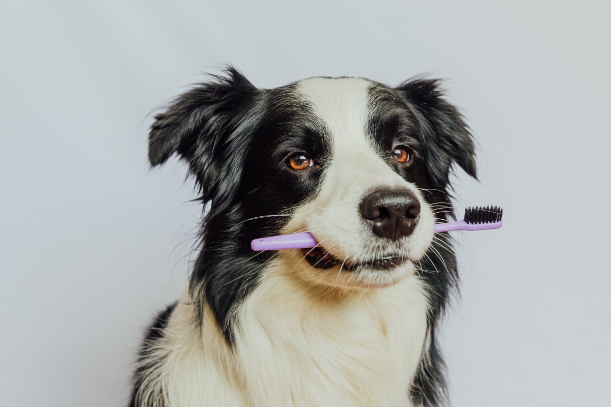 Hund mit Zahnbürste im Maul