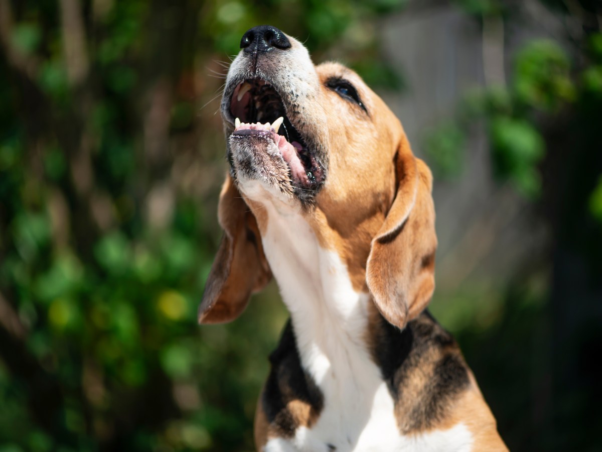 Hund: Bellender Durchbruch – Diese KI kann Hundebellen übersetzen