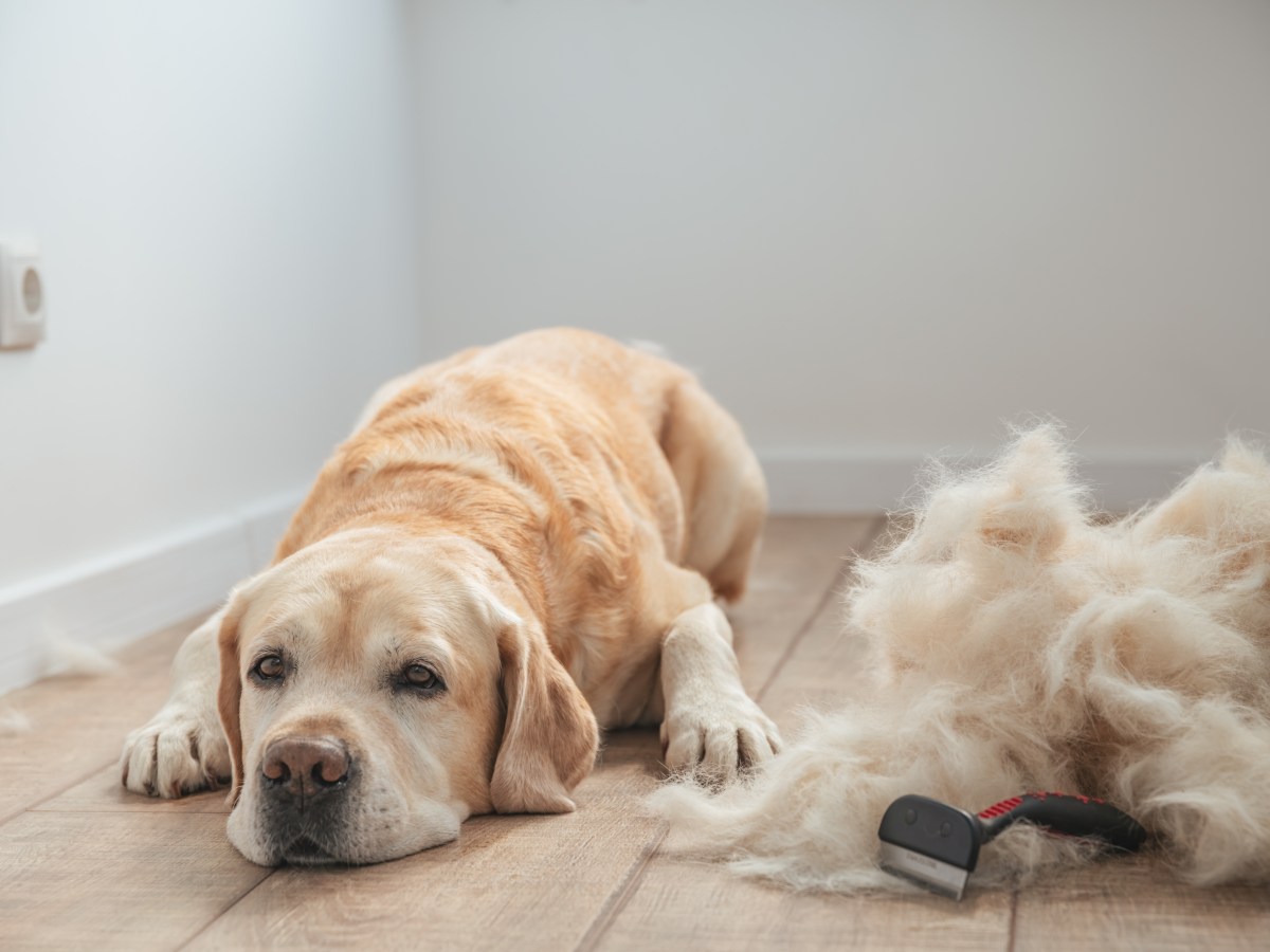 Hund: Dieses kinderleicht gemachte DIY-Spray hilft gegen Hundehaare auf der Kleidung