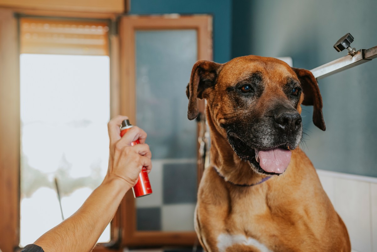 Hund wird mit Hundeparfum eingesprÃ¼ht