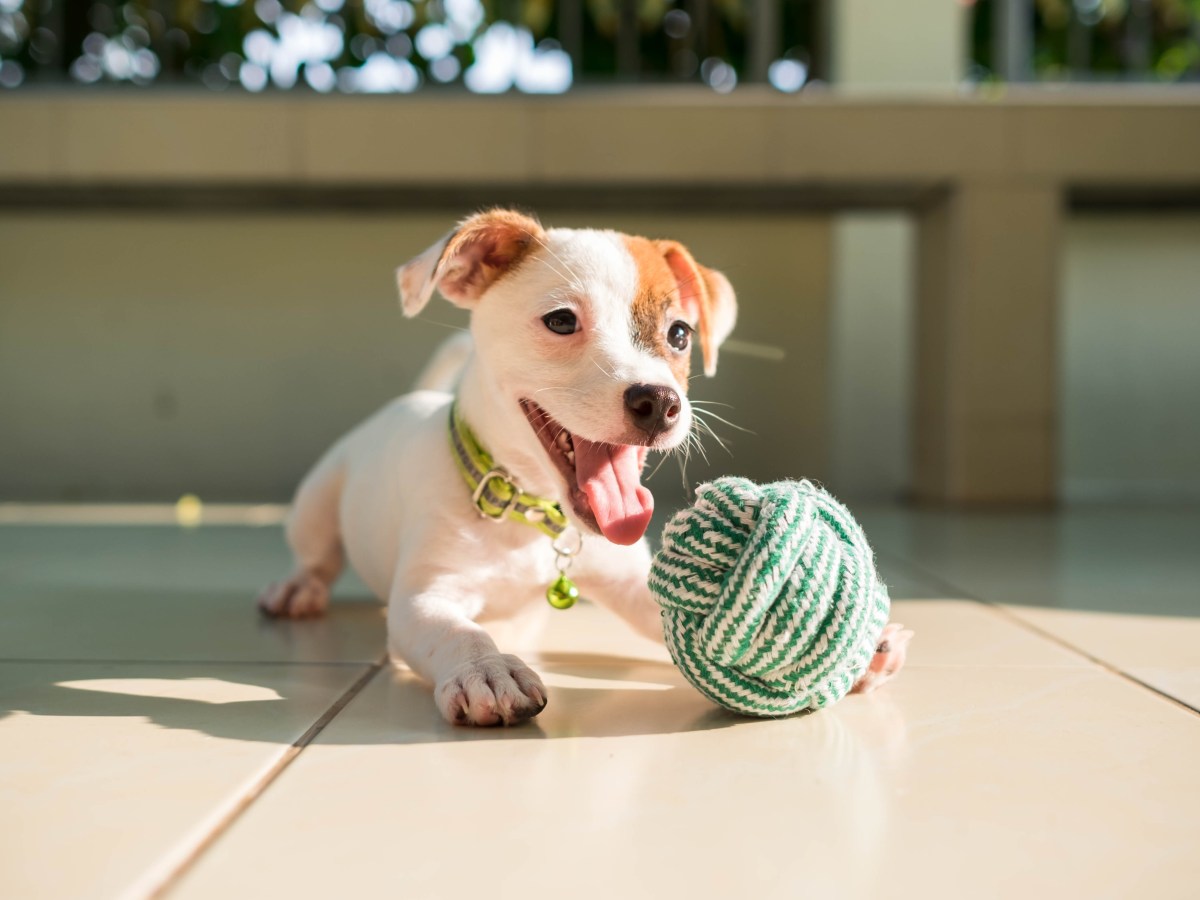 Hund: Diese Spielzeuge gehören zu jedem guten Hundezubehör dazu