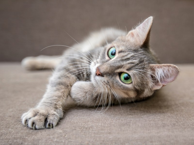 Katze alleine auf dem Sofa