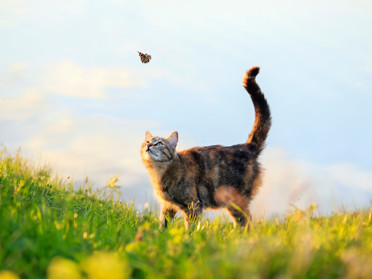 Deine Katze will raus? Wie der erste Freigang garantiert klappt – 4 Schritte