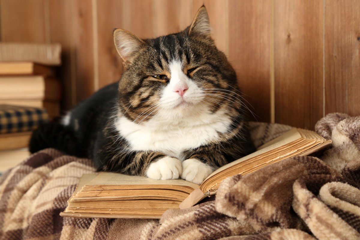 Katze liegt auf Buch aus Papier