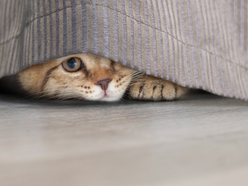 Katze versteckt sich unter Decke