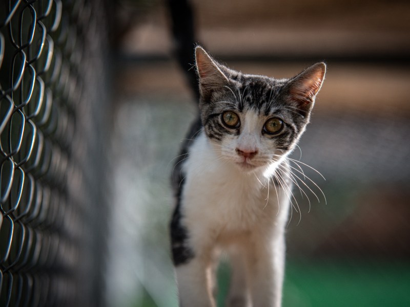 Katze läuft an einem Zaun entlang