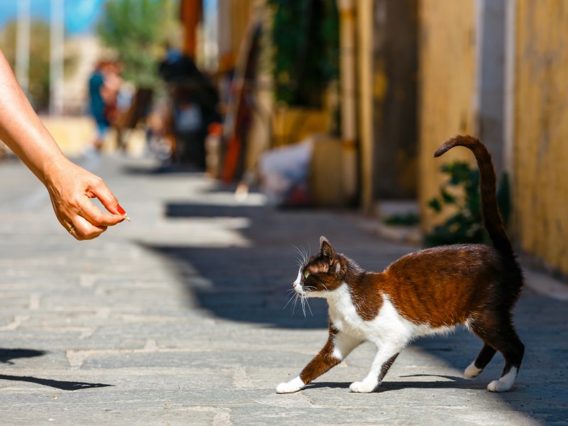 Katze auf der Straße von Frau angesprochen