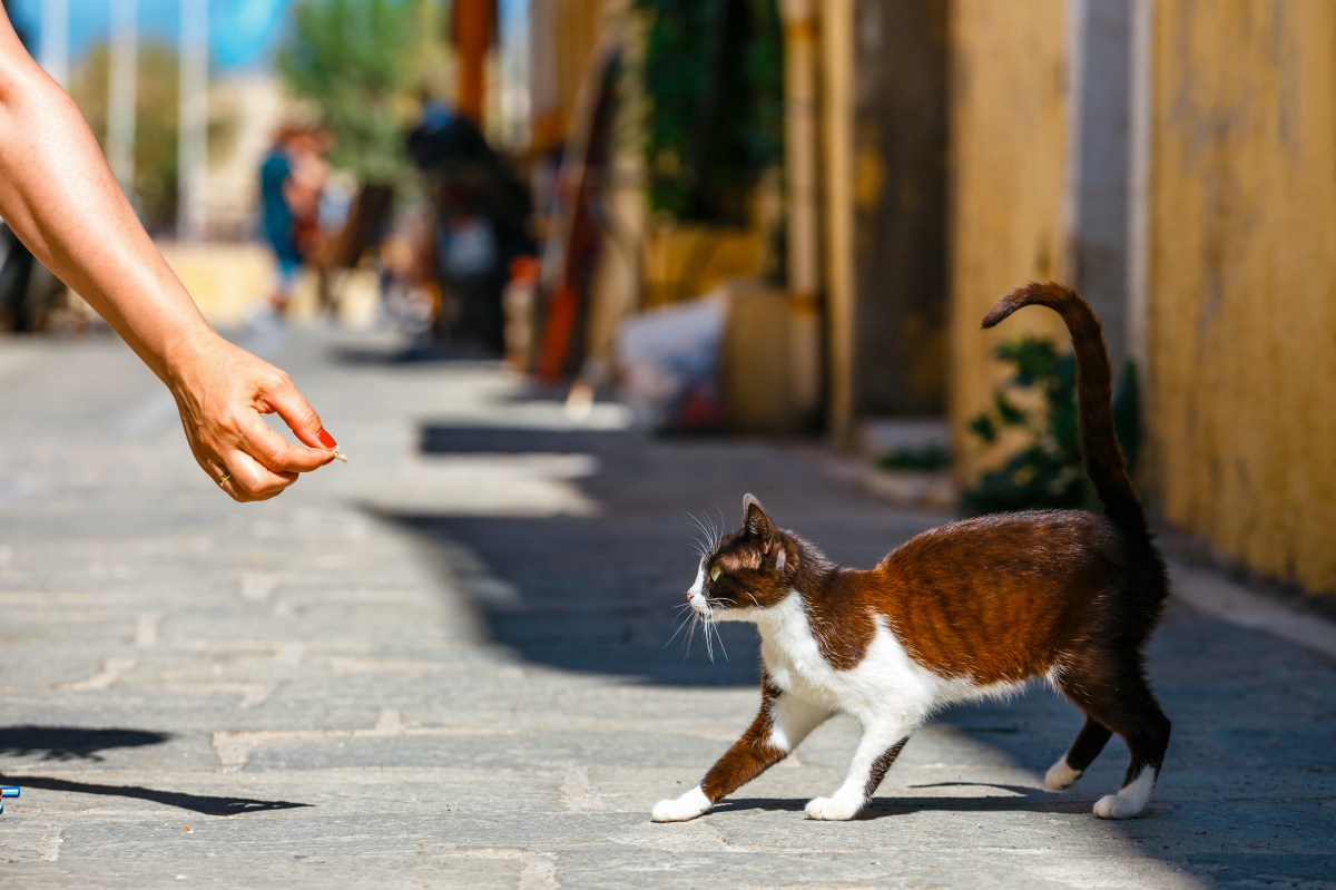 Katze auf der Straße von Frau angesprochen