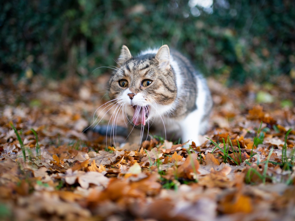 Katze würgt, ohne zu erbrechen: Würmer in der Lunge können Auslöser sein