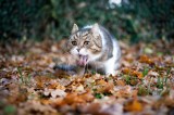 Katze wÃ¼rgt ohne Erbrechen im Garten