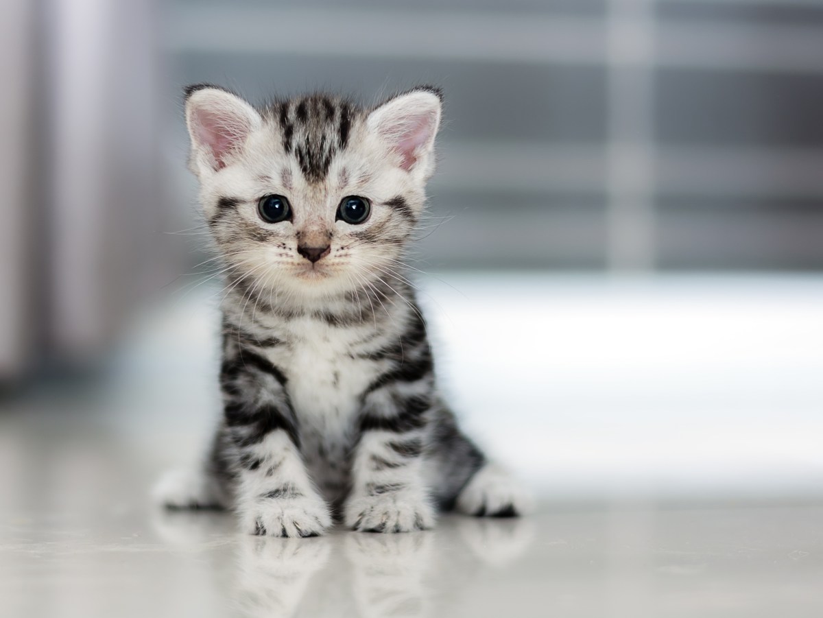 Niedliche Katze sitzt auf dem Boden