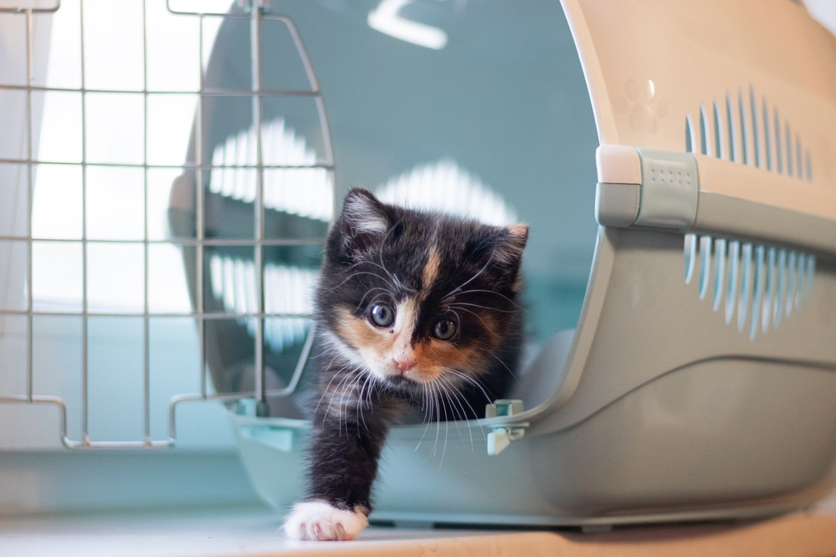 Katze krabbelt aus der Transportbox